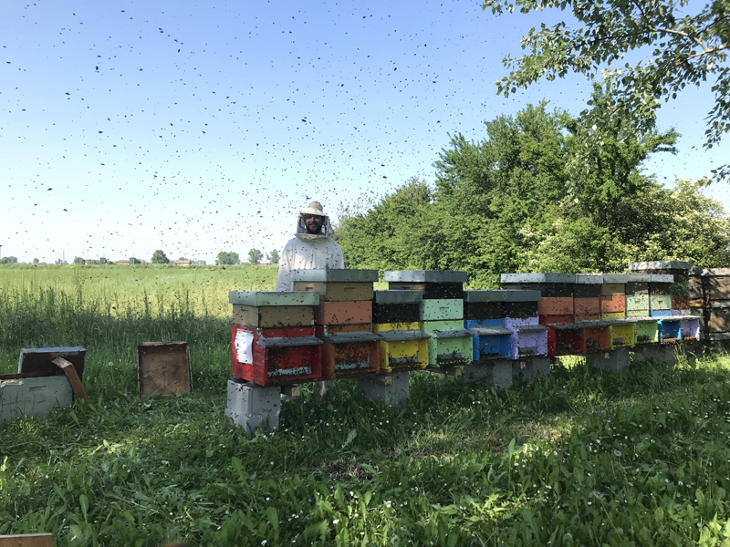 <p>L'apicoltore in un controllo di routine</p>