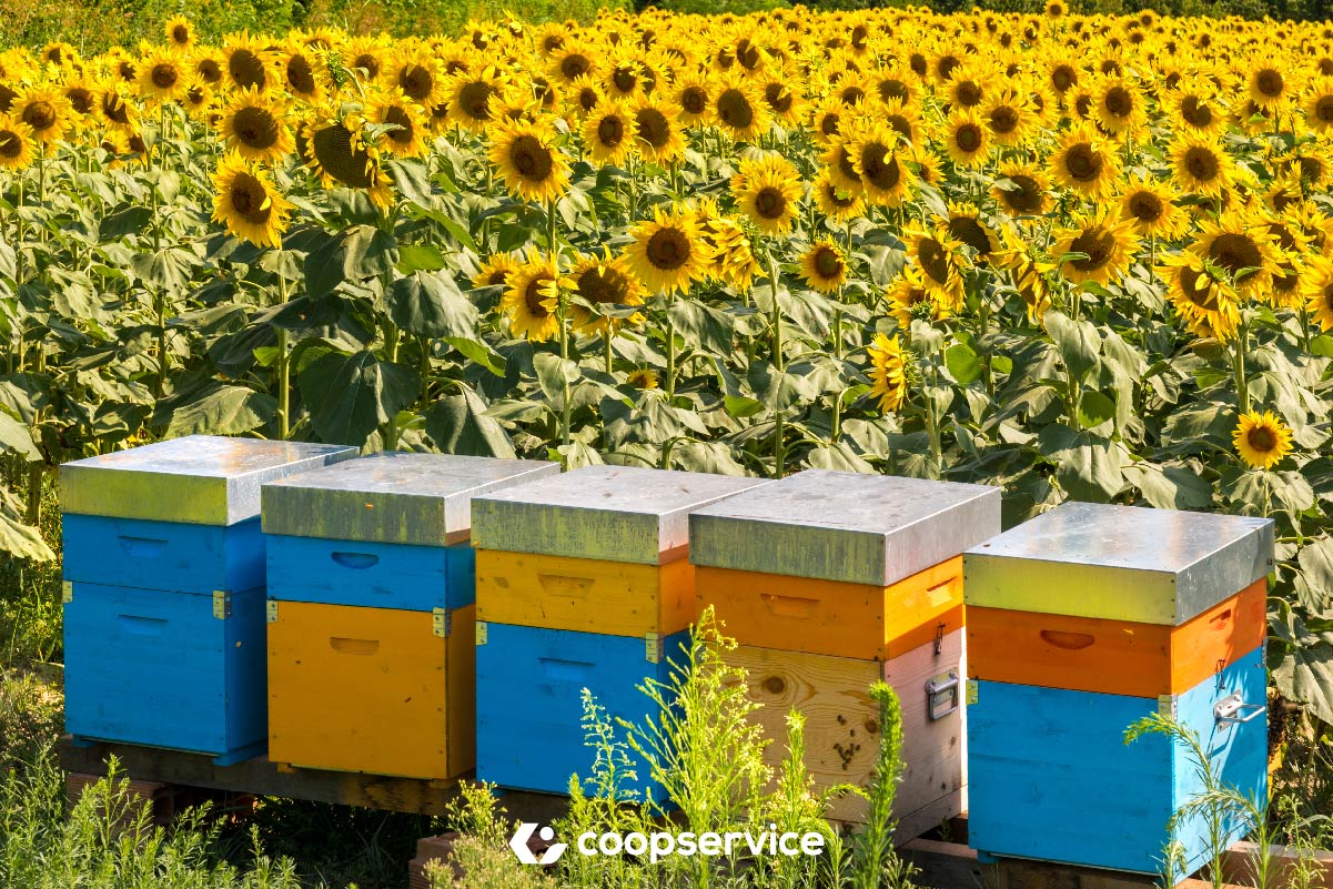 L’8 marzo di Coopservice: “Donne e Api: un’alleanza per la vita”