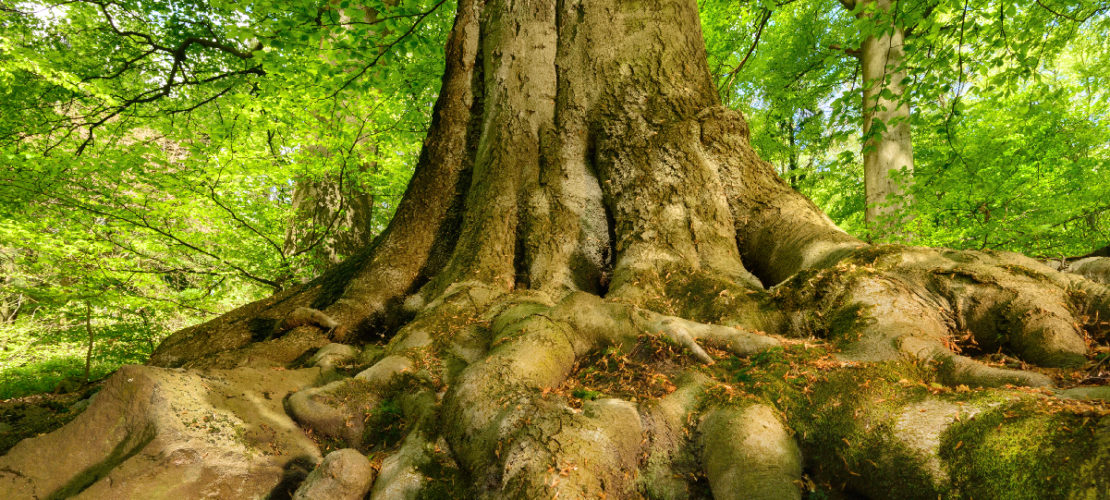 Perchè serve un Recovery Plan anche per le foreste del mondo